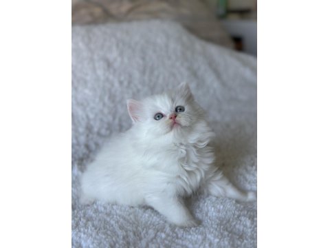 Pamuk Gibi Mavi Gözlü British Longhair Yavrum