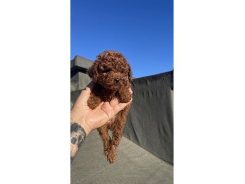 Red Brown Toy Poodle Yavrular