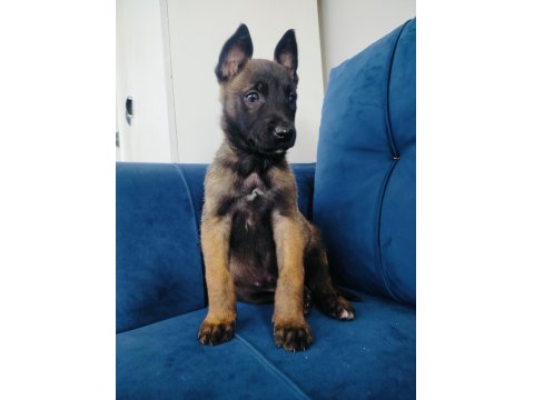 A Kalite Belçika Kurdu Yavruları