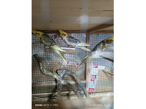 Hobiciden Yeni Yeme Düşmüş Sultan Papağanı Yavrular