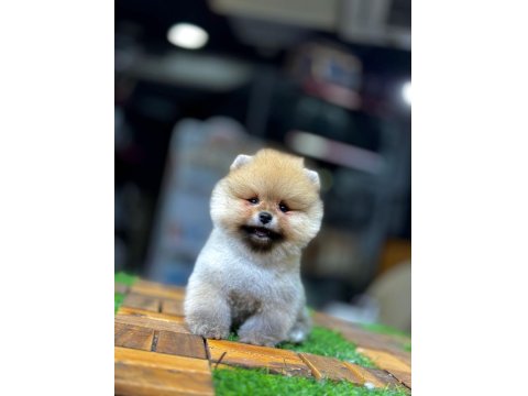 Teddy Bear Pomeranian Boo