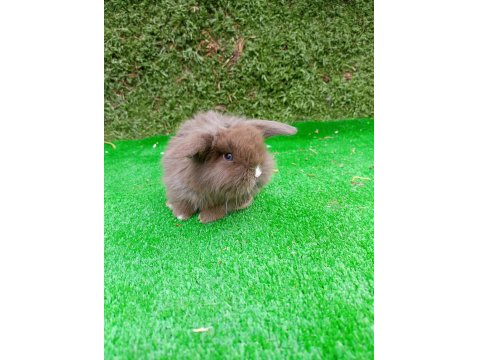 Hollanda Teddy Lop Tavşan Yavruları