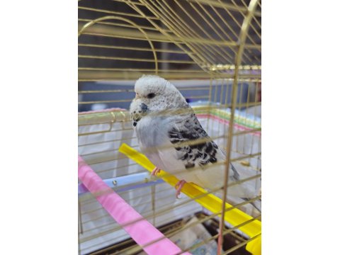 Jumbo Dişi 4 Aylık Muhabbet Kuşu