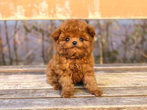 Toy Poodle İki Aylık Yavrularım