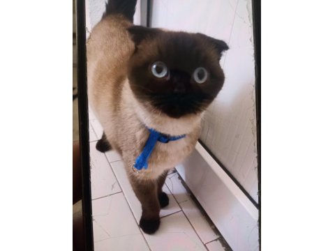 Mas Mavi Gözlü Dişi Siyam Kırması