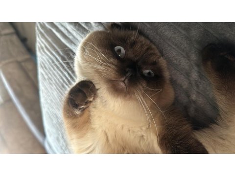 1,5 Yaşında Blue Point Erkek British Shorthair