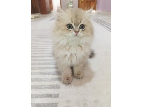 Saf Kan British Longhair Golden Yavrular