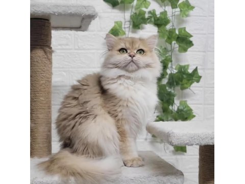 British Longhair Erkek Açıklamayı Okuyun