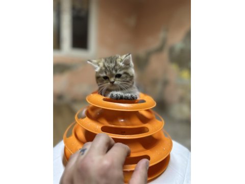 British Longhair Golden Point Dişi Hemen Teslim