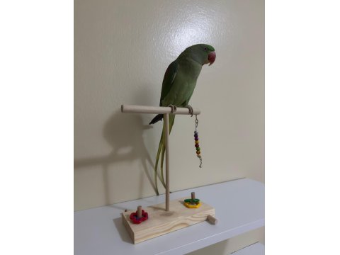 Ele Alışkın Alexander Papağanımız