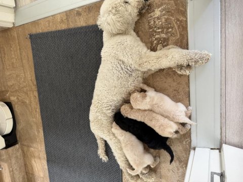 Dev Poodle ( Königspudel ) Bebişlerim