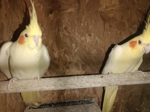 Çift Lutino Sultan Papağanı