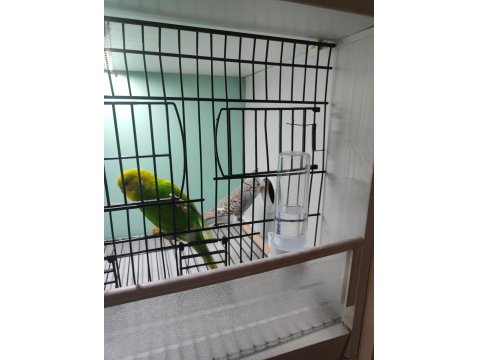 Kuşlar Ve Üretim Kafesi Hepsi Birlikte Verilecektir