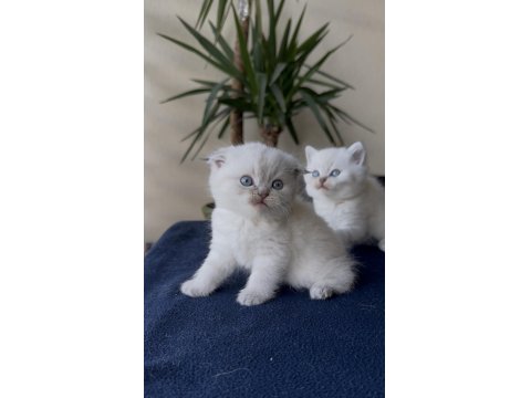 Premium Scottish Ve British Yavruları 45 Günlük