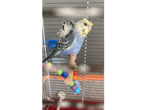 3 Aylık Erkek Muhabbet Kuşu