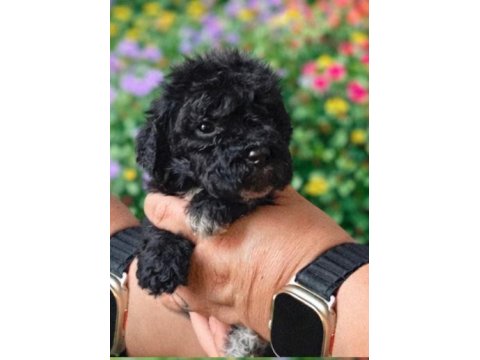 Çikolata Poodle Ve Siyah İnciler