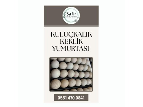 Kınalı, Beyaz, Albino, Silver Keklik Yumurtası