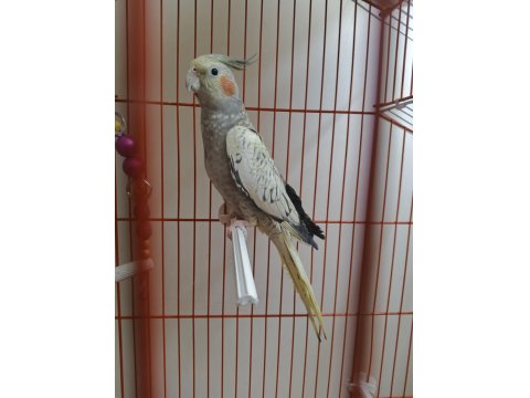 4 Aylık Sultan Papağanı