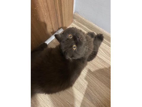 Acil Ücretsiz Kedimiz