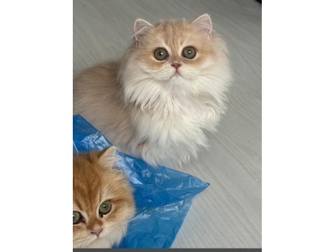 British Longhair Gerçek Saf Kan Golden