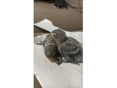 El Besleme Yavru Cennet Papağanımız