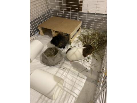 5 Aylık Guinea Pig Çifti