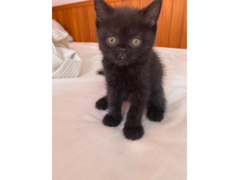 British Shorthair Ve British Longhair Yavrular