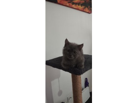 5 Aylık Teslime Hazır Erkek Yavru Kediler