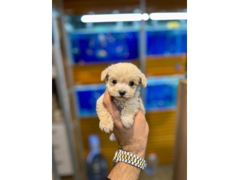 Sevimli Maltipoo Yavrular