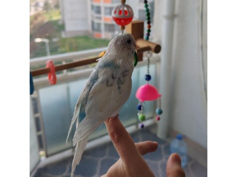 Yavru Albino Erkek Muhabbet Kuşu