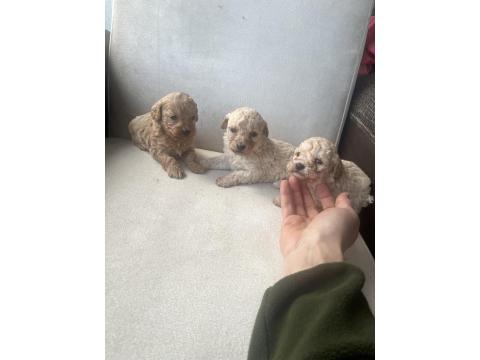 Sıfır Numara Maltipoo Ve Poodle Yavrular