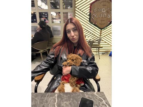 3 Aylık Toy Poodle