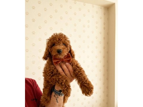 Toy Poodle Köpekler Kilo Ve Boy Garantili