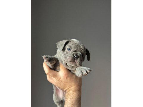 Yavru French Bulldog Köpekler