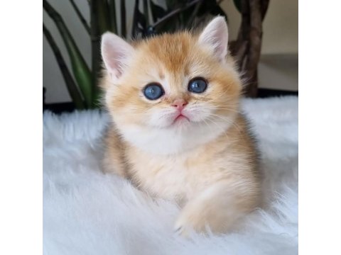 Ay Işığından Gelen Yavrumuz Golden British Shorthair