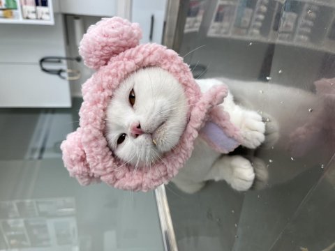 Kısırlaştırma Karşılığı Ücretsiz British Dişimiz