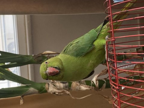 Pakistan Papağanı Kafesiyle Satılır