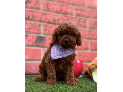 Safkan Toy Poodle Yavrularımız