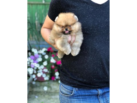 Ayı Surat Pomeranian Yavruları