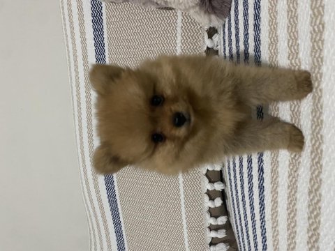 2 Aylık Erkek Teacup Pomeranian Boo