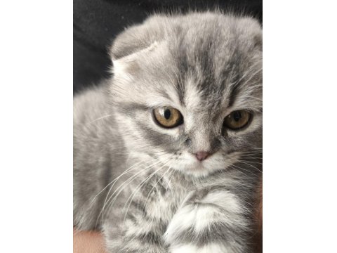 Scottish Fold Dişi 3,5 Aylık