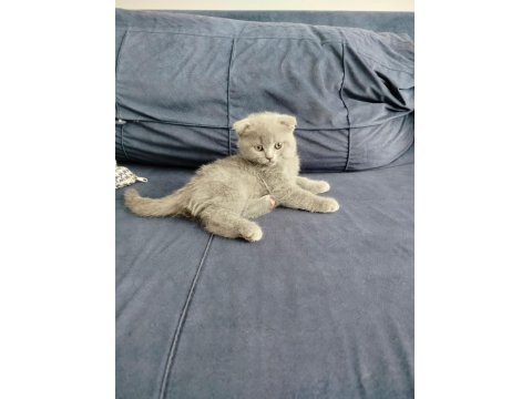 Scottish Fold Kedimiz