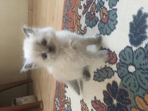 O Çok Tatlı Yavru Kedimiz