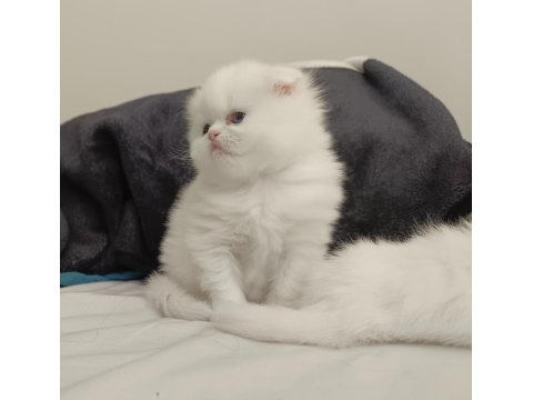 Böylesini Kediyi Zor Bulursun