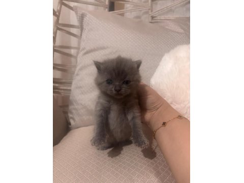 Russian Blue 1 Aylık