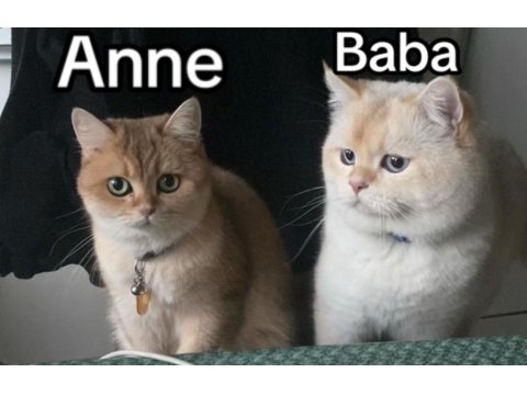 A+ British Shorthair Yavruları