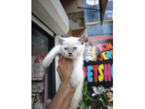 British Shorthair Blue Point