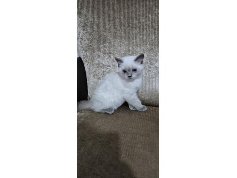 Safkan Yavru Kedimiz Yeni Yuvasını Arıyor