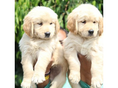 Golden Retriever Köpekleri