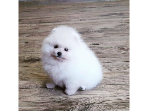 Pomeranian Boo Köpekleri